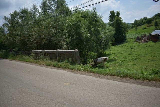 Drum asfaltat și parapet de beton al unui pod, cu vegetație în apropiere