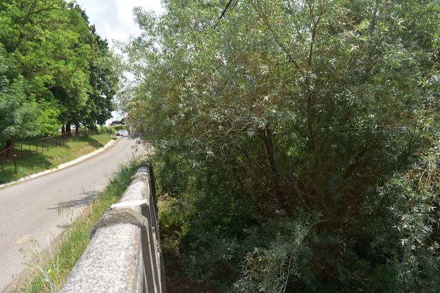 Parapet de beton al unui pod pe un drum asfaltat, cu salcie în albie